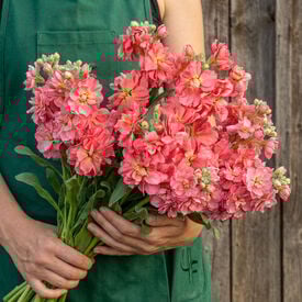 Rose Quartet, Stock Seeds